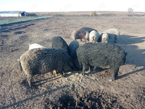 Vând porci de mangalita - imagine 3