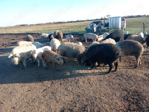 Vând porci de mangalita - imagine 2