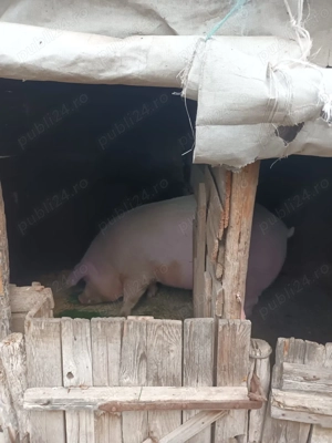 Vand porc rasa marele alb - imagine 5