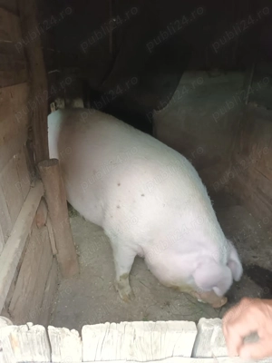Vand porc rasa marele alb - imagine 3