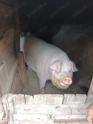 Vand porc rasa marele alb - imagine 4