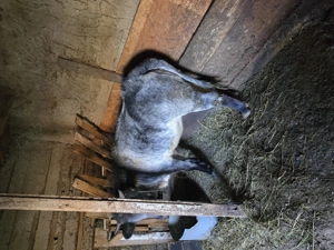 Vând vitica  preț negociabil 