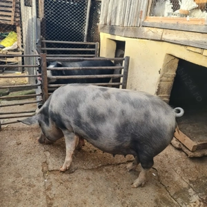 Porc de vanzare.......