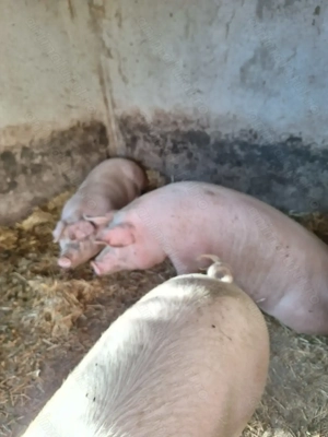 Porci de vanzare 