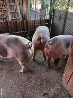 porci de vanzare