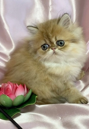 pisica persana chinchilla, cu pedigree - imagine 4