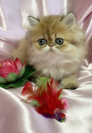 pisica persana chinchilla, cu pedigree - imagine 2