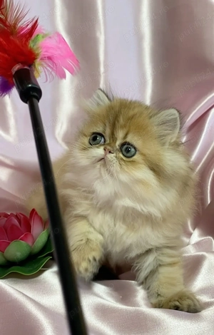 pisica persana chinchilla, cu pedigree - imagine 3