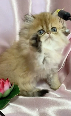 pisica persana chinchilla, cu pedigree