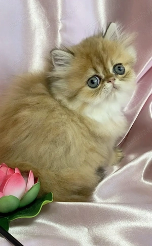 pisica persana chinchilla, cu pedigree - imagine 5