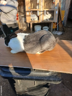 iepuri hycole francez 