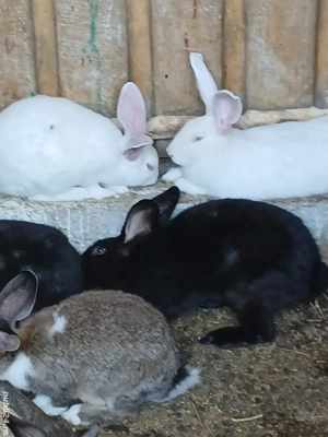 iepuri hycole francez  - imagine 3