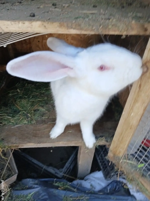 iepuri hycole francez  - imagine 4