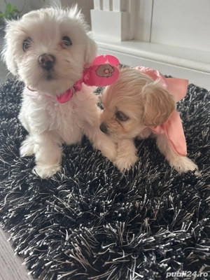 Catei Bishon, sase saptamani, 3 fete 1 baiat - imagine 3 Catei Bishon, sase saptamani, 3 fete 1 baiat - imagine 3