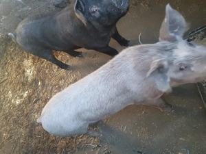 Vând purcei de 60 de kg