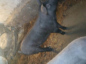 Vând purcei de 60 de kg - imagine 2