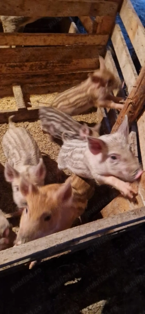  And purceii mistreți  - imagine 3