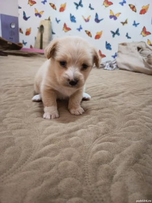 Catel Bichon Maltez - imagine 5 Catel Bichon Maltez - imagine 5