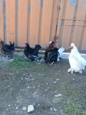 Familie frezate 2+1 ( zbârlite )