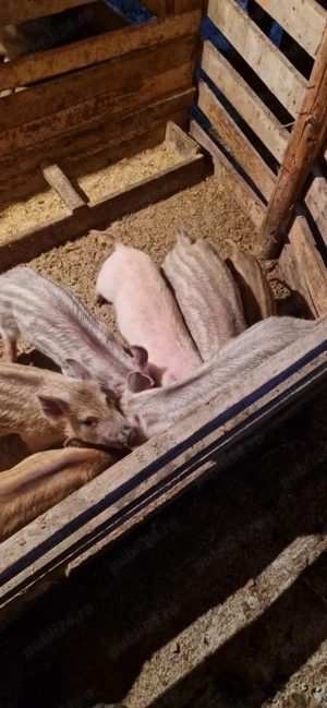  And purceii mistreți  - imagine 2