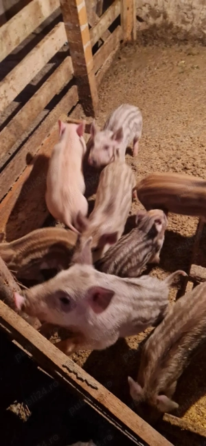  And purceii mistreți  - imagine 4