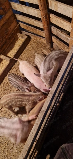  And purceii mistreți 