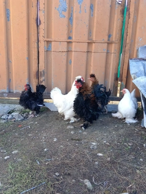 Familie frezate 2+1 (zbârlite )