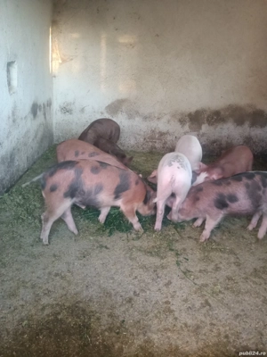 vand purcei 4 luni - imagine 4