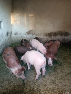 vand purcei 4 luni - imagine 3