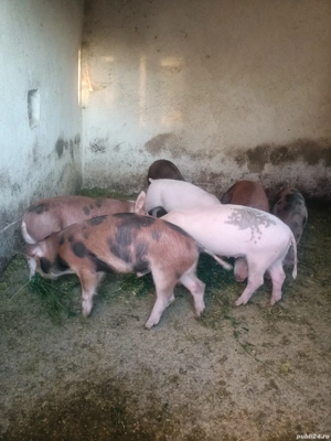 vand purcei 4 luni - imagine 2