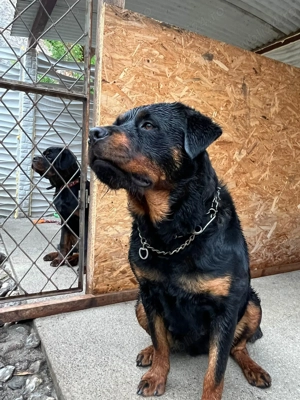 Vând urgent 0 pereche de rottwaileri  - imagine 3