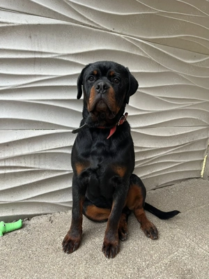 Vând urgent 0 pereche de rottwaileri  - imagine 2