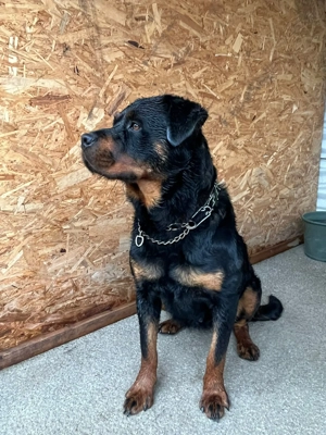 Vând urgent 0 pereche de rottwaileri  - imagine 4