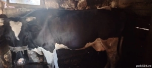 Vand vaci cu vitei, juninci si tauri - imagine 2