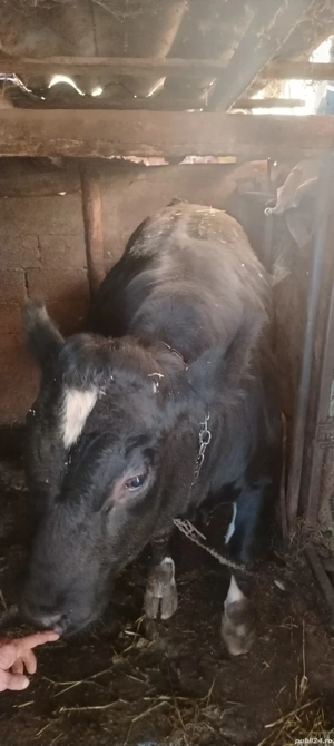 Vand vaci cu vitei, juninci si tauri