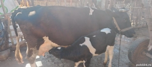 Vand vaci cu vitei, juninci si tauri - imagine 5