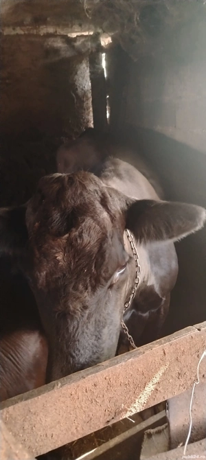 Vand vaci cu vitei, juninci si tauri - imagine 3