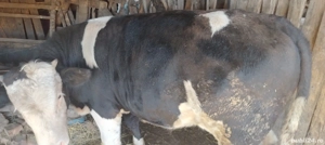 Vand vaci cu vitei, juninci si tauri - imagine 4