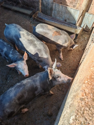 Grăsuni de vânzare 