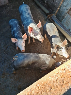 Grăsuni de vânzare  - imagine 2