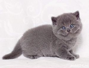 British Shorthair blue  - imagine 3