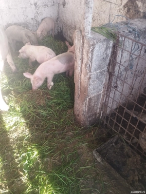 purcei de 8 săptămâni 