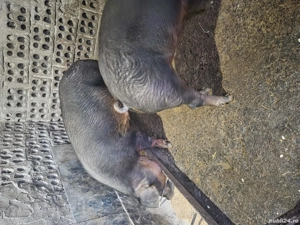 vand porci duroc sau schimb cu purcei,cereale,porumb. - imagine 2