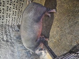 vand porci duroc sau schimb cu purcei,cereale,porumb. - imagine 3