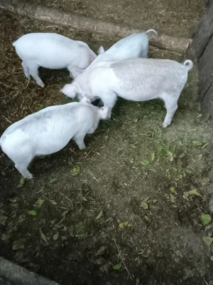 vand 4 purcei de 8 saptamani, castracti si vaccinati, localitatea Piscolt.