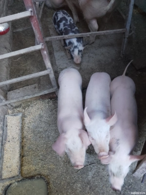 vând purcei  - imagine 2