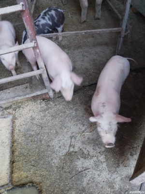 vând sau schimb cu diverse, porumb 