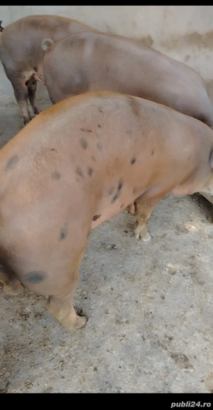 Vând Porci  - imagine 2 Vând Porci  - imagine 2