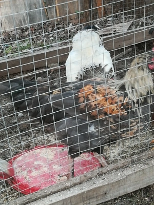 Vând cocoși tineri