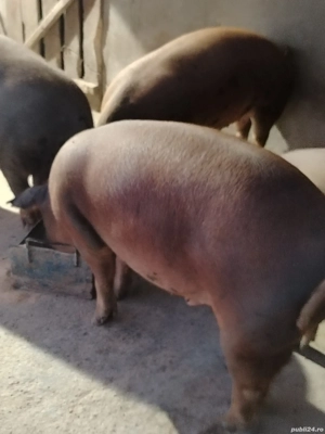 Vând Porci  - imagine 3 Vând Porci  - imagine 3